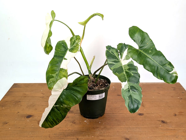 Philodendron Paraiso Verde Albo Mutation - Exact Plant #26A - 6" Pot