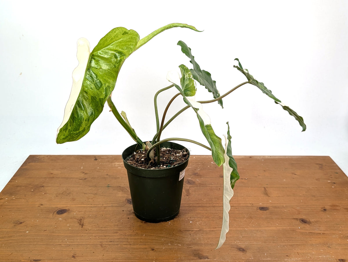 Philodendron Paraiso Verde Albo Mutation - Exact Plant #26A - 6" Pot