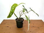 Philodendron Paraiso Verde Albo Mutation - Exact Plant #26A - 6" Pot