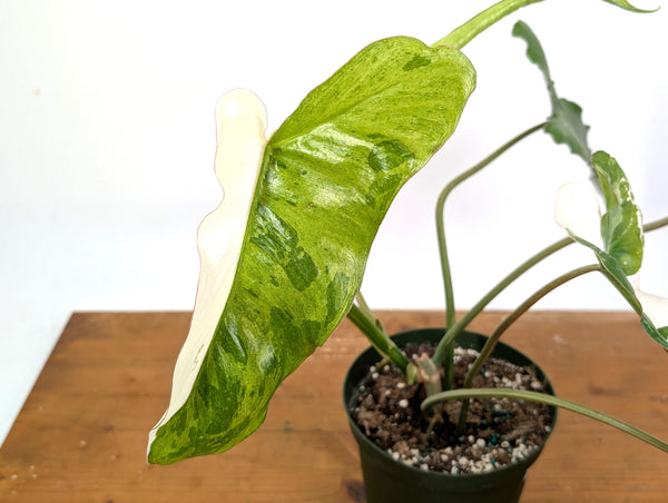 Philodendron Paraiso Verde Albo Mutation - Exact Plant #26A - 6" Pot