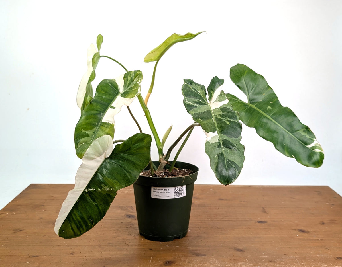 Philodendron Paraiso Verde Albo Mutation - Exact Plant #26A - 6" Pot