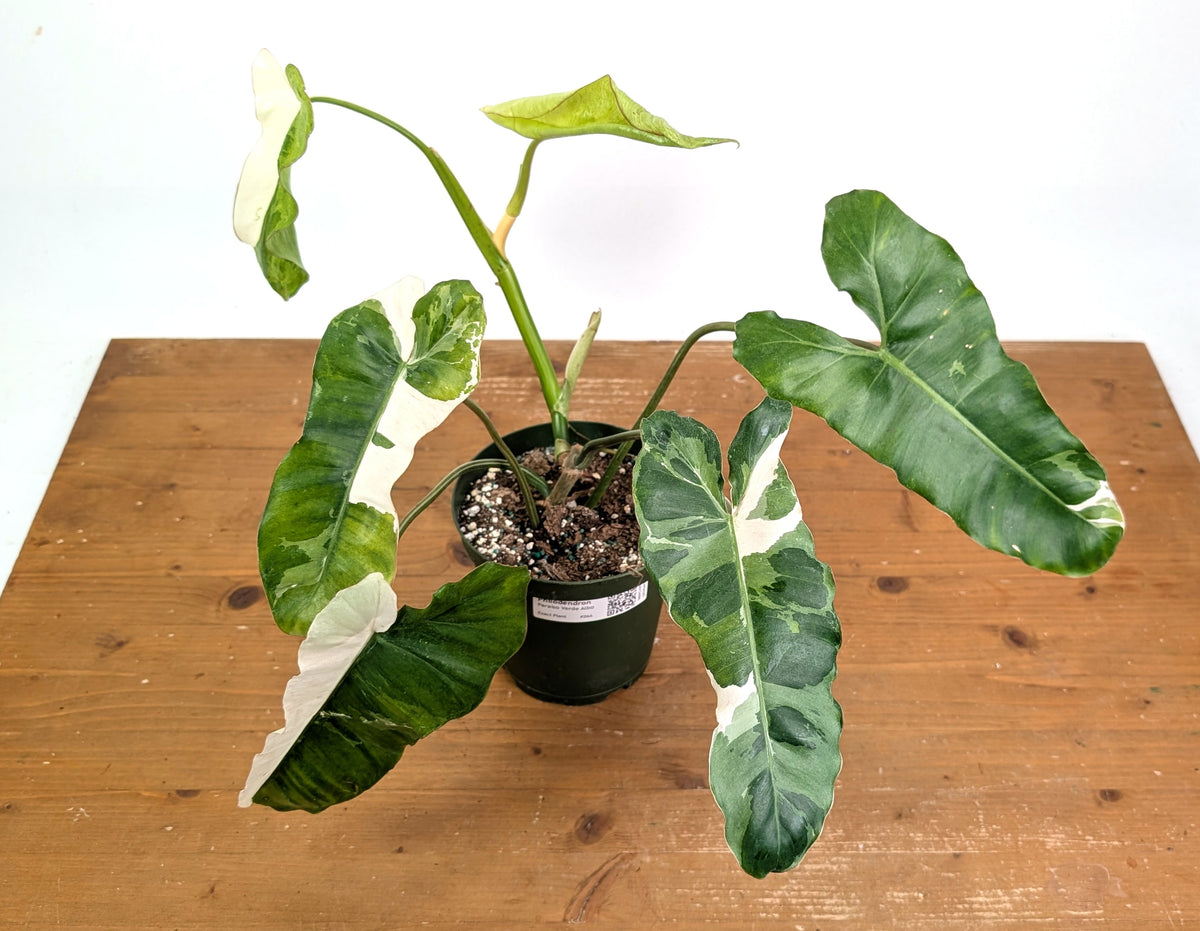 Philodendron Paraiso Verde Albo Mutation - Exact Plant #26A - 6" Pot