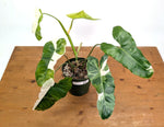 Philodendron Paraiso Verde Albo Mutation - Exact Plant #26A - 6" Pot