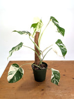 Monstera Albo - Exact Plant #13D Half Moon
