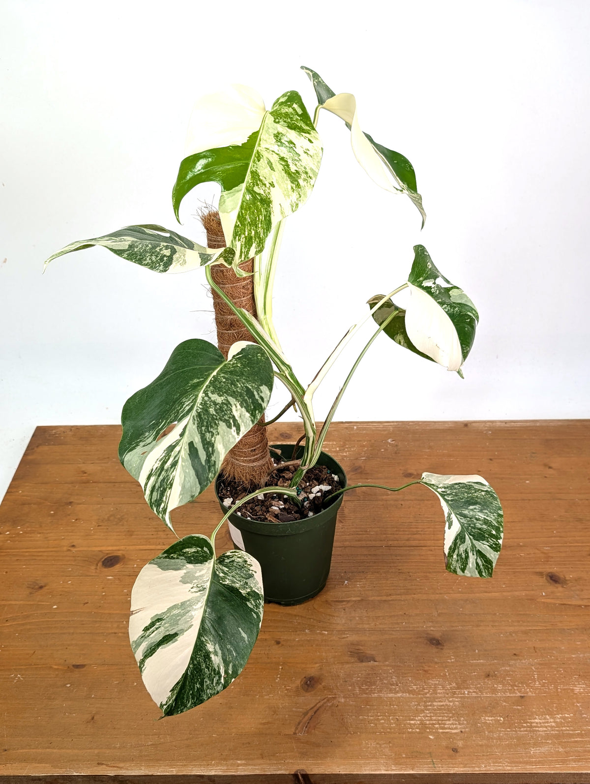 Monstera Albo - Exact Plant #13D Half Moon