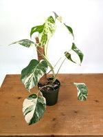 Monstera Albo - Exact Plant #13D Half Moon