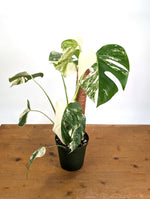 Monstera Albo - Exact Plant #13D Half Moon
