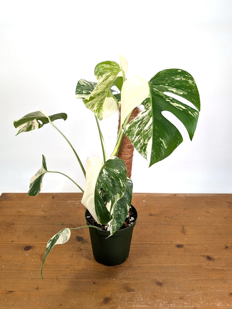 Monstera Albo - Exact Plant #13D Half Moon