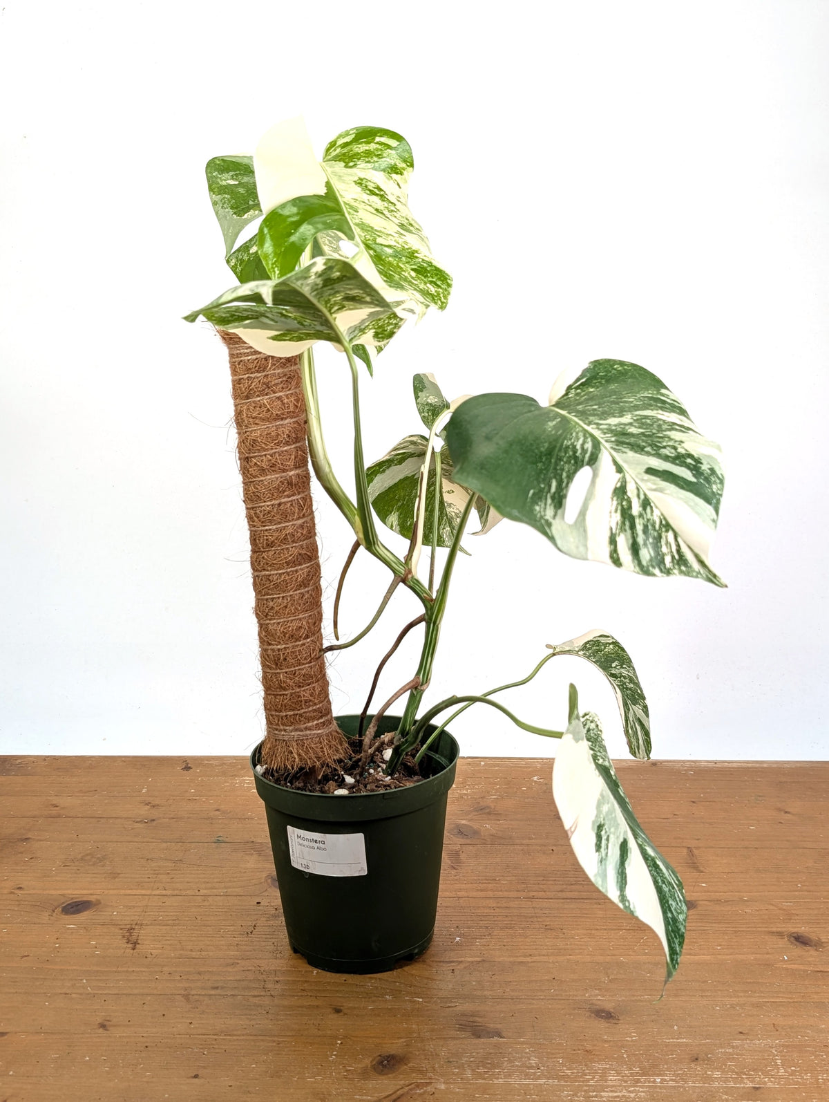 Monstera Albo - Exact Plant #13D Half Moon