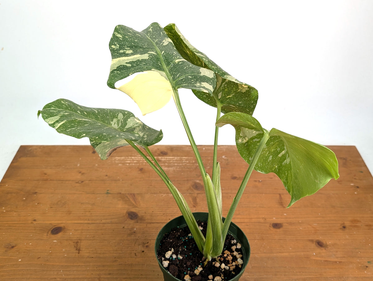 Monstera Thai Constellation Tricolor Half Moon - Exact Plant #26A - 6" Pot