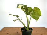 Monstera Thai Constellation Tricolor Half Moon - Exact Plant #26A - 6" Pot