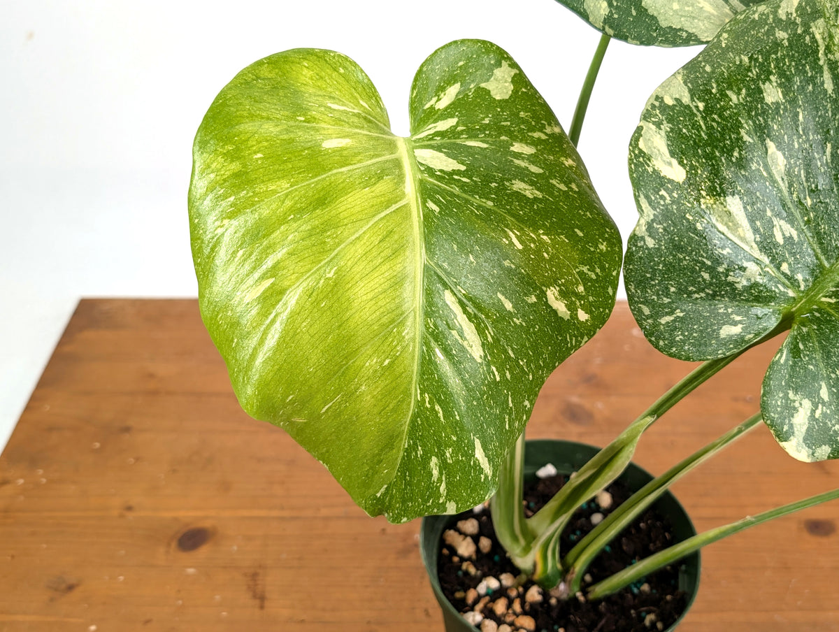 Monstera Thai Constellation Tricolor Half Moon - Exact Plant #26A - 6" Pot