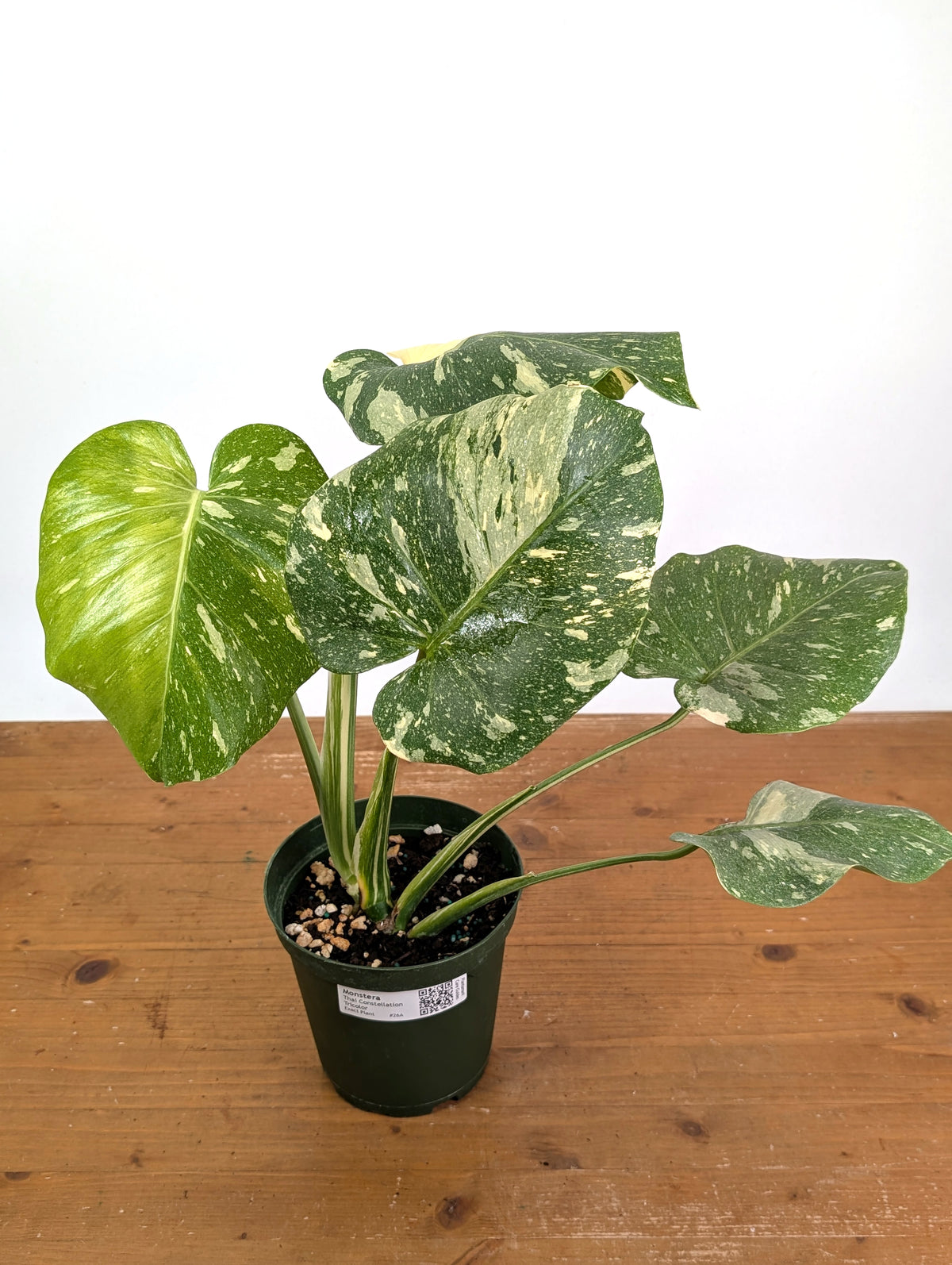 Monstera Thai Constellation Tricolor Half Moon - Exact Plant #26A - 6" Pot