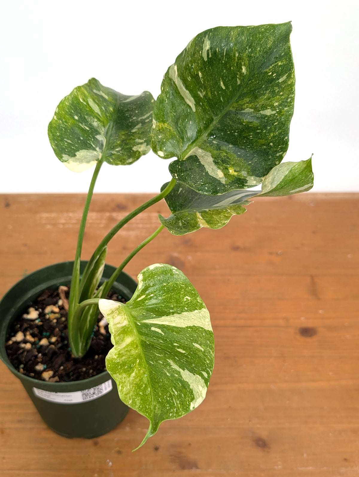 Monstera Thai Constellation Tricolor - Rare Mutation - Exact Plant #26B - 6" Pot