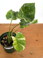 Monstera Thai Constellation Tricolor - Rare Mutation - Exact Plant #26B - 6" Pot