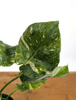 Monstera Thai Constellation Tricolor - Rare Mutation - Exact Plant #26B - 6" Pot