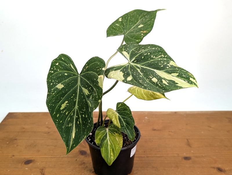 Philodendron Gloriosum Variegated - Exact Plant #26A - 6" Pot (Type 2)