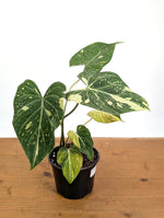 Philodendron Gloriosum Variegated - Exact Plant #26A - 6" Pot (Type 2)