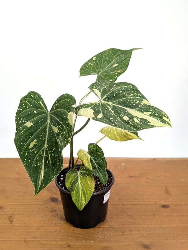 Philodendron Gloriosum Variegated - Exact Plant #26A - 6" Pot (Type 2)