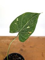 Philodendron Gloriosum Variegated - Exact Plant #26A - 6" Pot (Type 2)