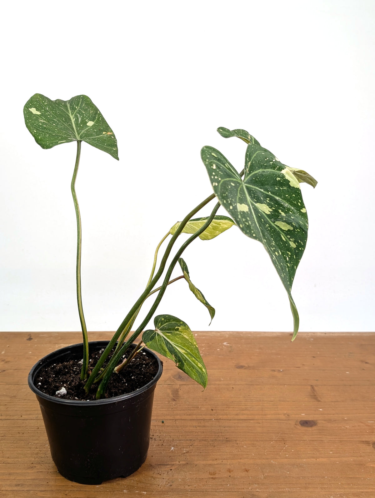 Philodendron Gloriosum Variegated - Exact Plant #26A - 6" Pot (Type 2)