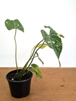 Philodendron Gloriosum Variegated - Exact Plant #26A - 6" Pot (Type 2)