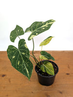 Philodendron Gloriosum Variegated - Exact Plant #26A - 6" Pot (Type 2)