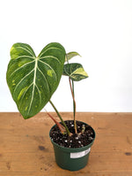 Philodendron Gloriosum Variegated - Exact Plant #26B - 6" Pot (Type 2)
