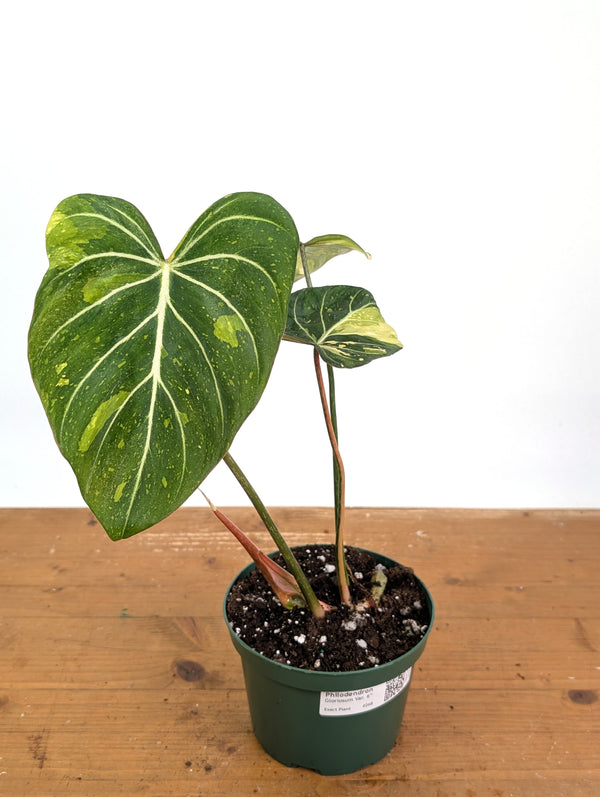 Philodendron Gloriosum Variegated - Exact Plant #26B - 6" Pot (Type 2)
