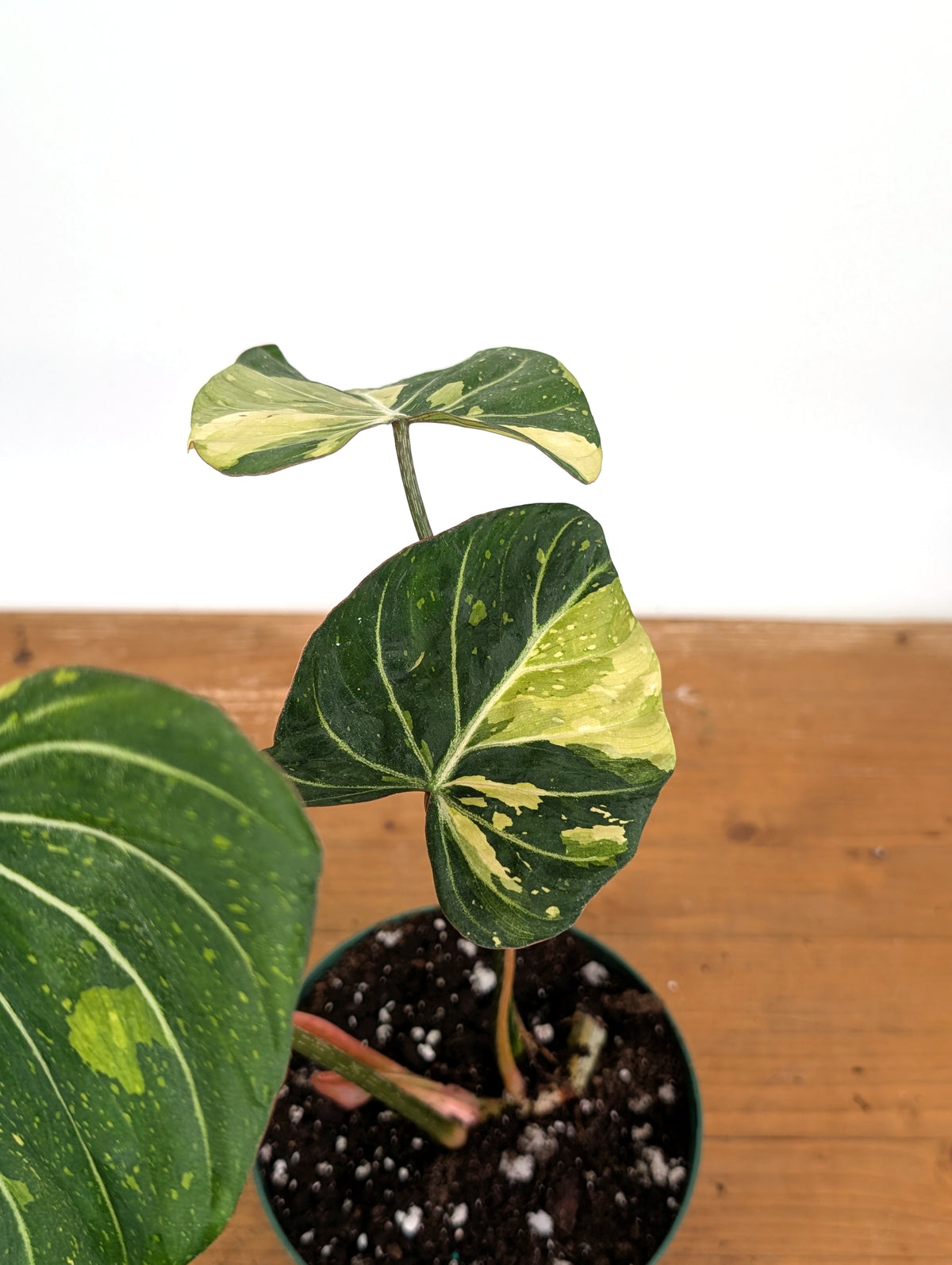 Philodendron Gloriosum Variegated - Exact Plant #26B - 6" Pot (Type 2)