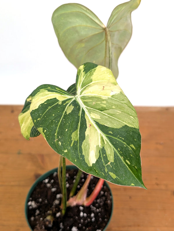 Philodendron Gloriosum Variegated - Exact Plant #26B - 6" Pot (Type 2)