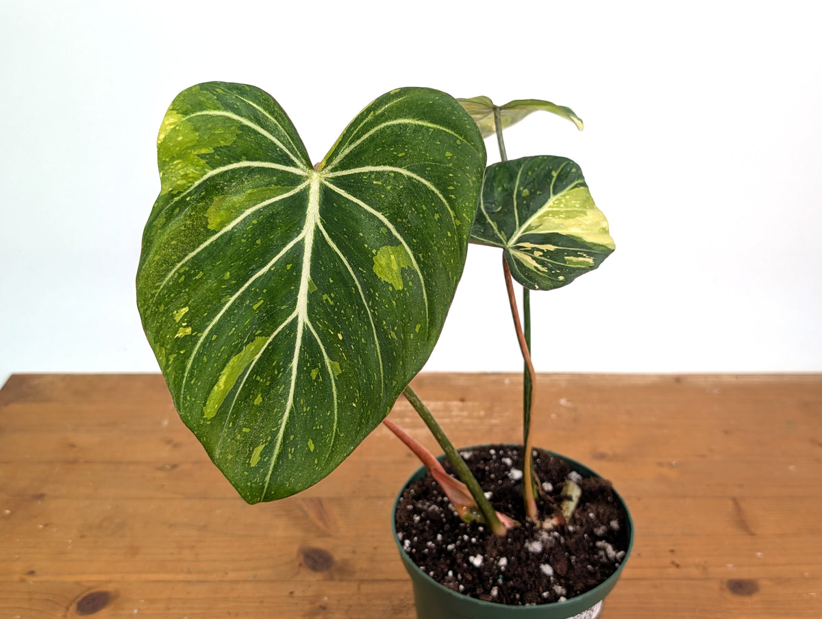 Philodendron Gloriosum Variegated - Exact Plant #26B - 6" Pot (Type 2)