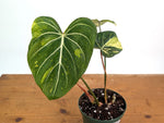 Philodendron Gloriosum Variegated - Exact Plant #26B - 6" Pot (Type 2)