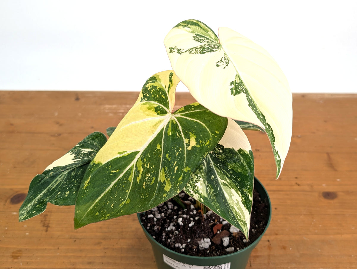 Philodendron Gloriosum Variegated - Exact Plant #26C - 6" Pot (Type 2)
