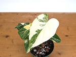 Philodendron Gloriosum Variegated - Exact Plant #26C - 6" Pot (Type 2)