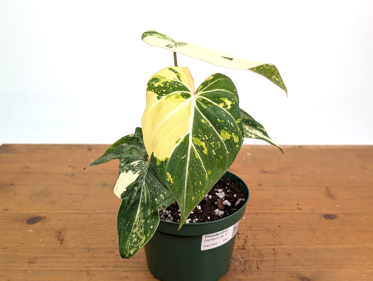 Philodendron Gloriosum Variegated - Exact Plant #26C - 6" Pot (Type 2)