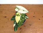 Philodendron Gloriosum Variegated - Exact Plant #26C - 6" Pot (Type 2)
