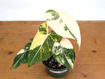 Philodendron Gloriosum Variegated - Exact Plant #26C - 6" Pot (Type 2)