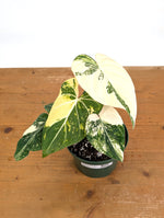 Philodendron Gloriosum Variegated - Exact Plant #26C - 6" Pot (Type 2)