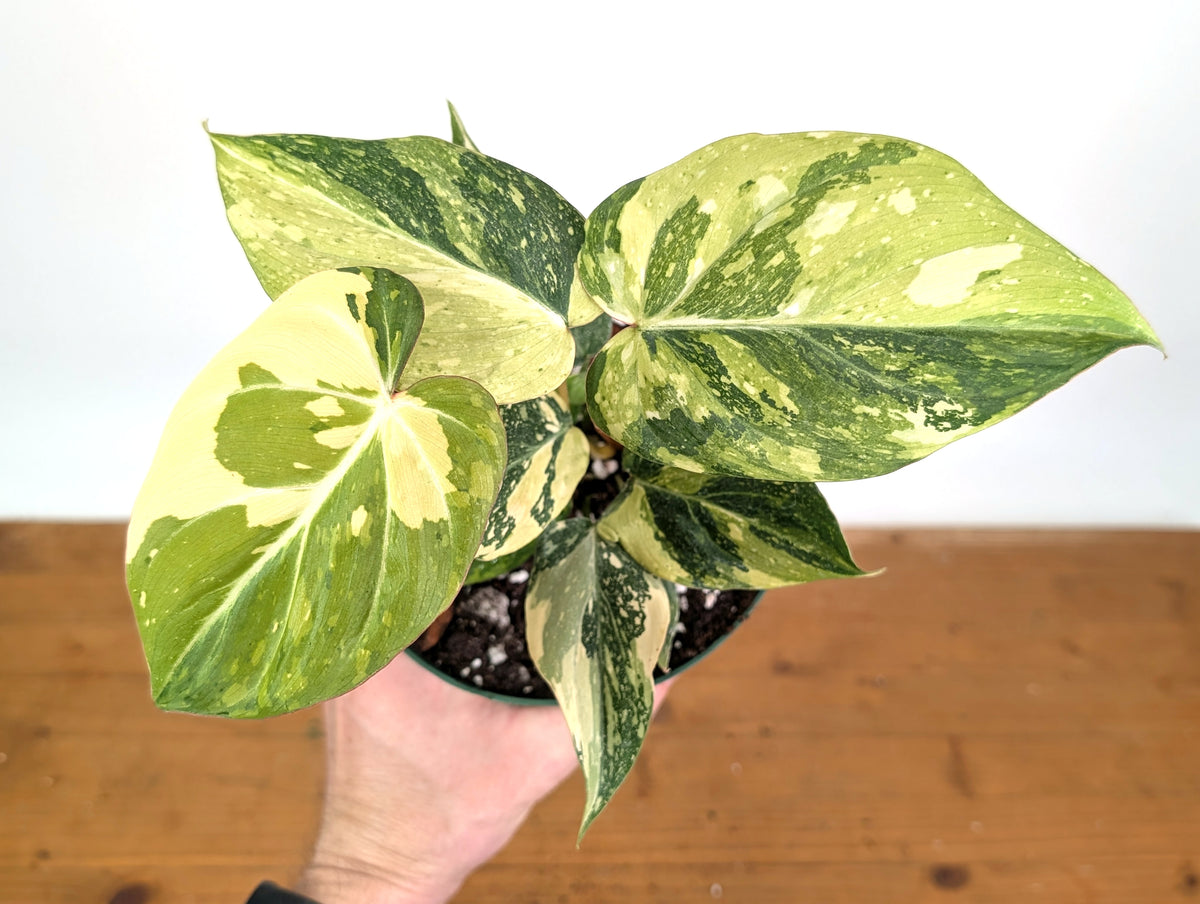 Philodendron Gloriosum Variegated - Exact Plant #26D - 6" Pot (Type 2)