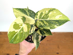 Philodendron Gloriosum Variegated - Exact Plant #26D - 6" Pot (Type 2)