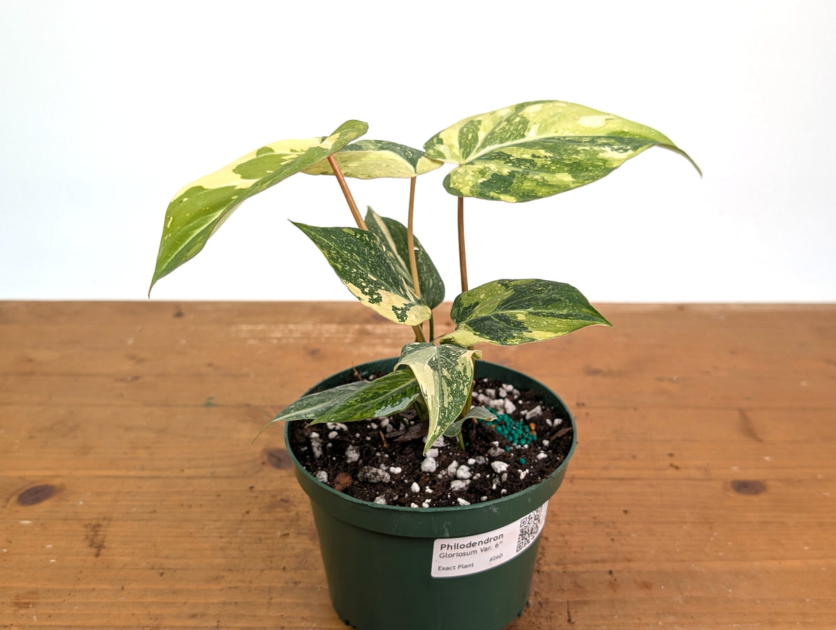 Philodendron Gloriosum Variegated - Exact Plant #26D - 6" Pot (Type 2)