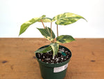 Philodendron Gloriosum Variegated - Exact Plant #26D - 6" Pot (Type 2)