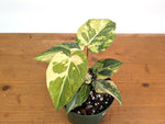 Philodendron Gloriosum Variegated - Exact Plant #26D - 6" Pot (Type 2)