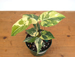 Philodendron Gloriosum Variegated - Exact Plant #26D - 6" Pot (Type 2)