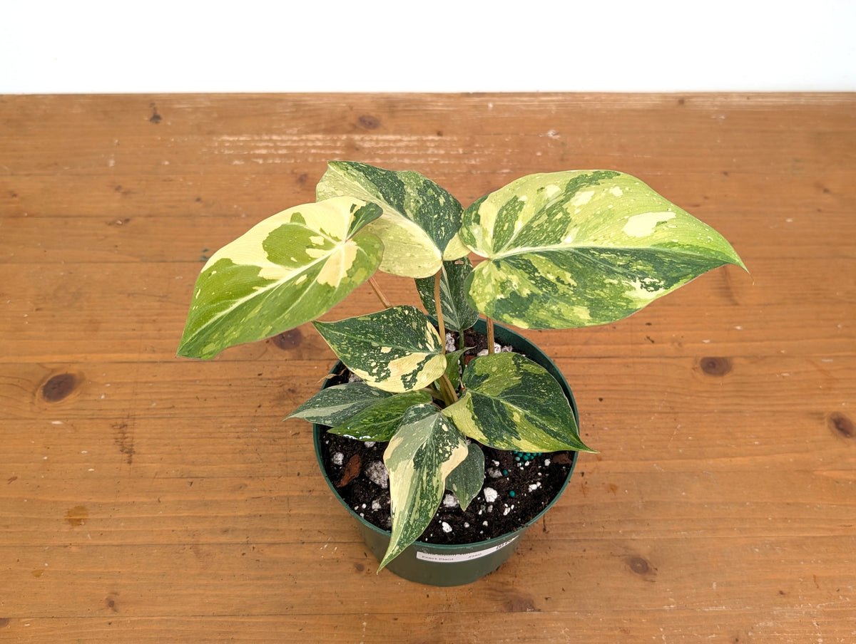 Philodendron Gloriosum Variegated - Exact Plant #26D - 6" Pot (Type 2)