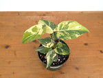 Philodendron Gloriosum Variegated - Exact Plant #26D - 6" Pot (Type 2)