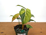 Philodendron Gloriosum Variegated - Exact Plant #26E - 6" Pot (Type 2)