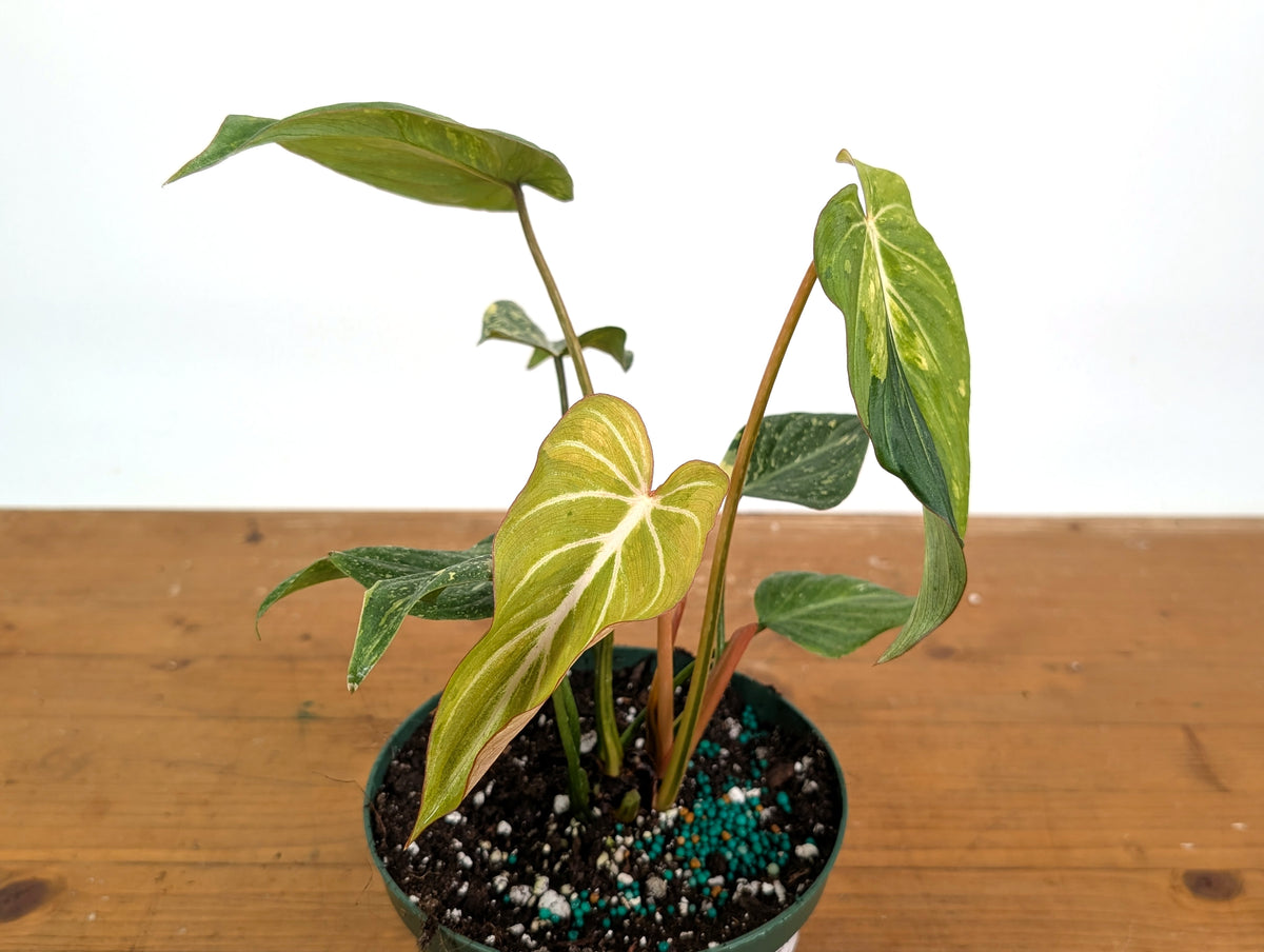 Philodendron Gloriosum Variegated - Exact Plant #26E - 6" Pot (Type 2)