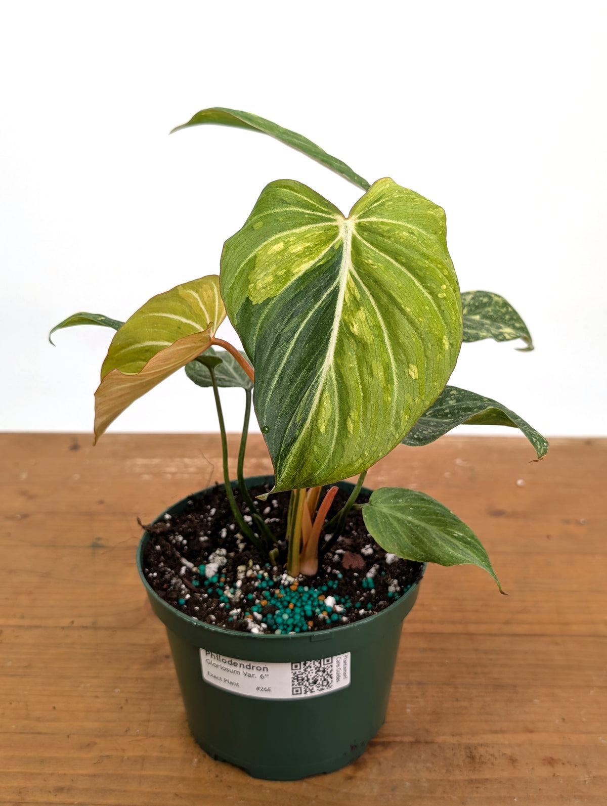 Philodendron Gloriosum Variegated - Exact Plant #26E - 6" Pot (Type 2)